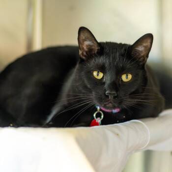 Blade -  Domestic Short Hair Cat for Adoption in Wilmington, Delaware - Blade | PetCurious