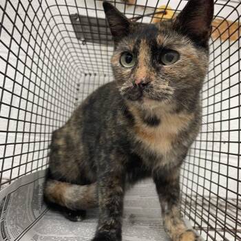 Domestic Short Hair Cats Available for Adoption in Edinburg, Texas - Stormy (Eclair) | PetCurious