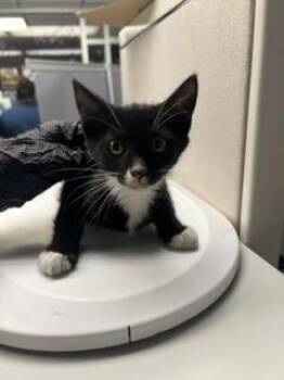 EMERSON -  Domestic Short Hair Cat for Adoption in Stockton, California - EMERSON | PetCurious