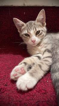 Rescue Domestic Short Hair Cats for Adoption in Springfield, Missouri - Jenny | PetCurious