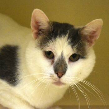 Rescue Domestic Short Hair Cats for Adoption in Waynesboro, Pennsylvania - Dobby | PetCurious