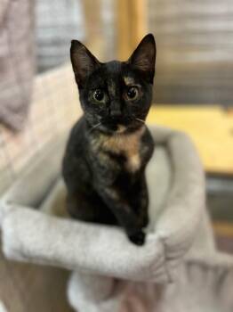 Tortoiseshell Cats Available for Adoption in Burnaby, British Columbia - Trixie 2 | PetCurious