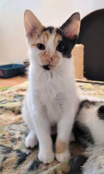 Yvette -  Domestic Short Hair Cat for Adoption in Delson, Quebec - Yvette | PetCurious