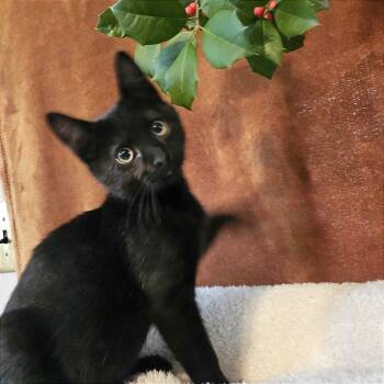 Rescue Domestic Medium Hair Cats for Adoption in Evansville, Indiana - Lazarus | PetCurious