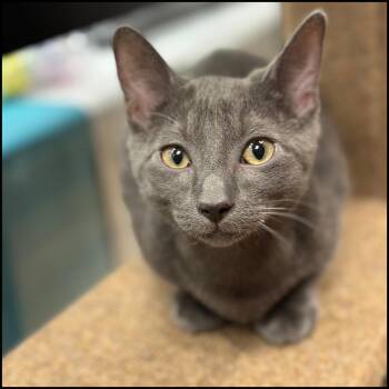 Rescue Domestic Short Hair Cats for Adoption in Roswell, Georgia - Tom | PetCurious