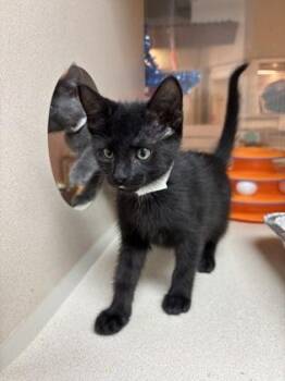 92922A Pink -  Domestic Short Hair Cat for Adoption in North Charleston, South Carolina - 92922A Pink | PetCurious
