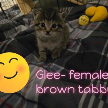 Domestic Short Hair Cats Available for Adoption in Jasper, Indiana - Glee | PetCurious