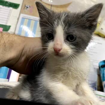 Gi -  Domestic Short Hair Cat for Adoption in Eureka Springs, Arkansas - Gi | PetCurious