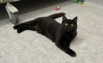 Skrill -  Domestic Long Hair Cat for Adoption in Arlington, Vermont - Skrill | PetCurious