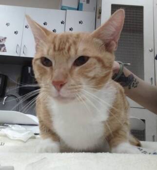 Domestic Short Hair Cats Available for Adoption in Palm Coast, Florida - Casper | PetCurious