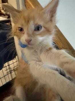 FERGUS -  Domestic Short Hair Cat for Adoption in Houston, Texas - FERGUS | PetCurious