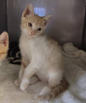 PEANUT* -  Domestic Short Hair Cat for Adoption in Santa Cruz, California - PEANUT* | PetCurious