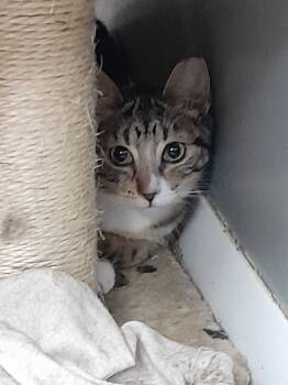 Rescue Domestic Short Hair Cats for Adoption in Brighton, Michigan - Pebbles | PetCurious