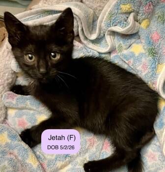 Jetah -  Domestic Short Hair Cat for Adoption in Vacaville, California - Jetah | PetCurious