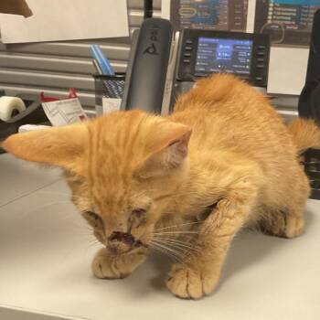 Rudy -  Domestic Short Hair Cat for Adoption in Saint Joseph, Missouri - Rudy | PetCurious