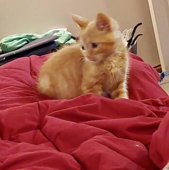 Domestic Short Hair Cats Available for Adoption - Rusty | PetCurious