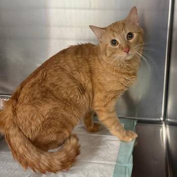 Luigi -  Domestic Short Hair Cat for Adoption in Fort Worth, Texas - Luigi | PetCurious