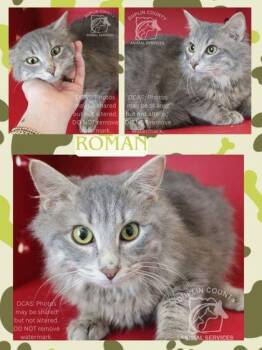 Domestic Long Hair and Domestic Short Hair Cats Available for Adoption in Kenansville, North Carolina - ROMAN | PetCurious