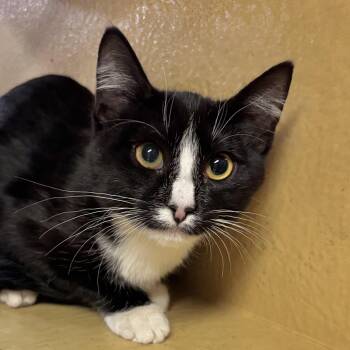 Little Boy -  Domestic Short Hair Cat for Adoption in Sonora, California - Little Boy | PetCurious