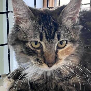 Domestic Long Hair Cats Available for Adoption - Lucy | PetCurious