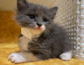 Domestic Short Hair Cats Available for Adoption - MUFFIN | PetCurious