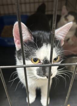 Rescue Domestic Short Hair Cats for Adoption in Anderson, Indiana - Tilly | PetCurious