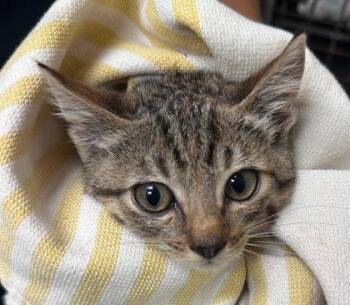 Koda -  Domestic Short Hair Cat for Adoption in Honolulu, Hawaii - Koda | PetCurious
