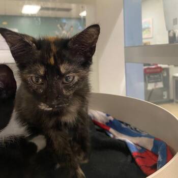 Cora A219324 -  Tortoiseshell Cat for Adoption in Plano, Texas - Cora A219324 | PetCurious