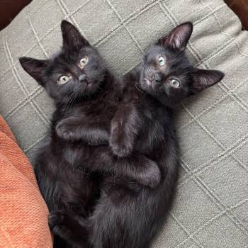 Harvey -  Domestic Short Hair Cat for Adoption in Tustin, California - Harvey | PetCurious