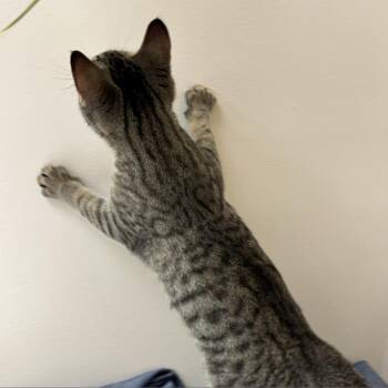 Stripe  Rice 9076 -  Domestic Short Hair Cat for Adoption in Eaton Rapids, Michigan - Stripe  Rice 9076 | PetCurious