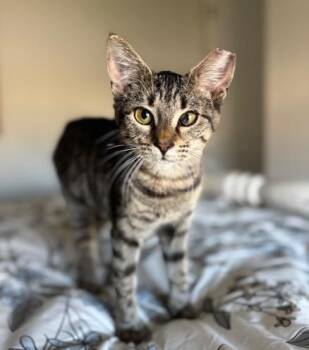 Rescue Tabby Cats for Adoption in Lafayette, Louisiana - MoMo | PetCurious