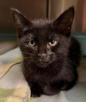 Grimoire -  Domestic Short Hair Cat for Adoption in Ocala, Florida - Grimoire | PetCurious