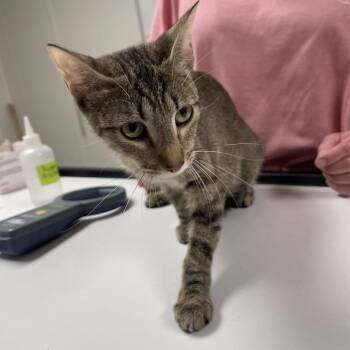 Wanda -  Domestic Short Hair Cat for Adoption in Canton, Illinois - Wanda | PetCurious