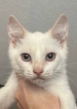 Rescue Siamese Cats for Adoption in New Braunfels, Texas - Blond Roast Blondie | PetCurious