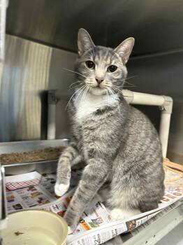 Rescue Domestic Short Hair Cats for Adoption in Bridgewater, New Jersey - Hawk | PetCurious