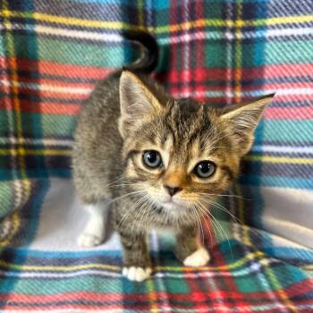 Bianca -  Domestic Short Hair Cat for Adoption in Mt. Juliet, Tennessee - Bianca | PetCurious