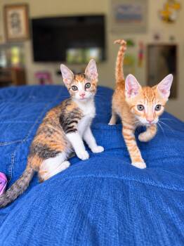 Tom Nolan & Pippy Nolan Bonded -  Domestic Short Hair and Tiger Cat for Adoption in Homestead, Florida - Tom Nolan & Pippy Nolan Bonded | PetCurious