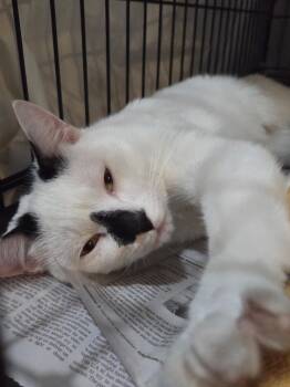 Rescue American Shorthair Cats for Adoption - Corey Hart | PetCurious