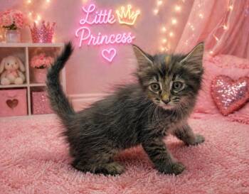 Domestic Long Hair Cats Available for Adoption in Washington Court House, Ohio - Dionie | PetCurious