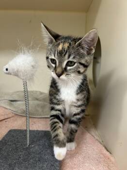 Domestic Short Hair Cats Available for Adoption in Lancaster, Pennsylvania - Darla | PetCurious