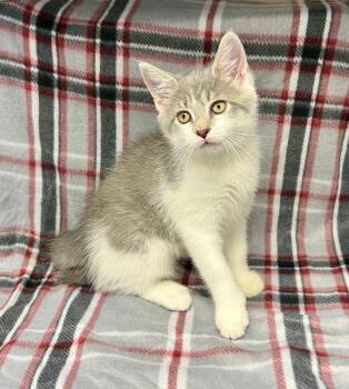 Goofy -  Domestic Short Hair Cat Available for Adoption in Edinburg, Virginia - Goofy | PetCurious