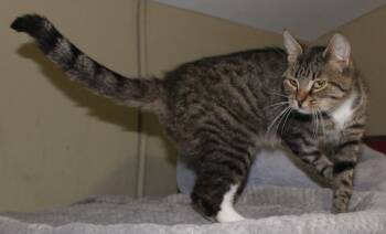 Rescue Domestic Short Hair Cats for Adoption in Huron, South Dakota - Flipper | PetCurious