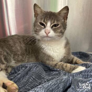 Domestic Short Hair Cats Available for Adoption - Tommy Girl | PetCurious