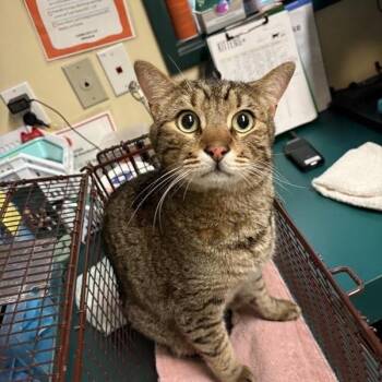 Domestic Short Hair Cats Available for Adoption in Pasadena, California - Mitch | PetCurious