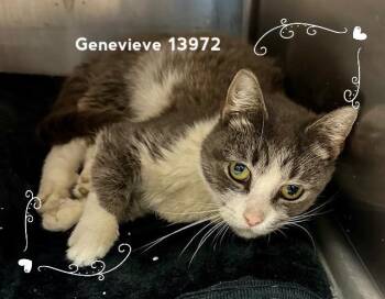 Rescue Domestic Short Hair Cats for Adoption in Marietta, Georgia - GENEVIEVE | PetCurious