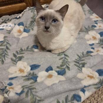 Rescue Siamese Cats for Adoption in Wells, Maine - "Princess" Boo Boo | PetCurious