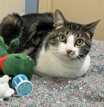 Domestic Short Hair Cats Available for Adoption in Columbia, Illinois - Heather | PetCurious