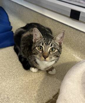 Rescue Domestic Short Hair Cats for Adoption in Santa Rosa, California - Shadowheart | PetCurious