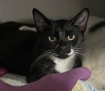 Domestic Short Hair Cats Available for Adoption - Baby Addy | PetCurious