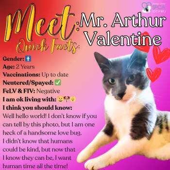 Domestic Short Hair Cats Available for Adoption in Fulton, New York - Mr. Arthur Valentine | PetCurious